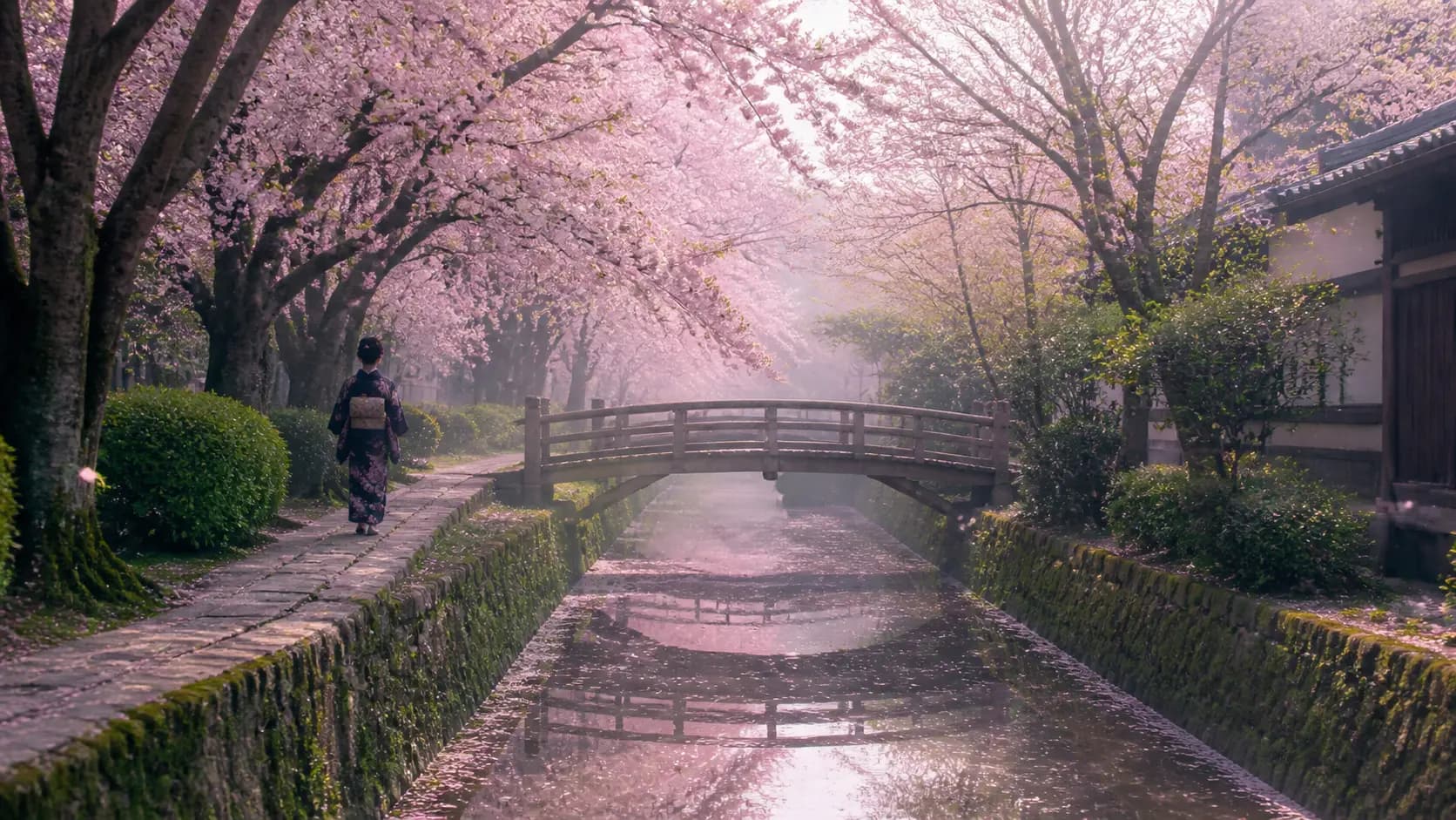 Cherry Blossom Kyoto