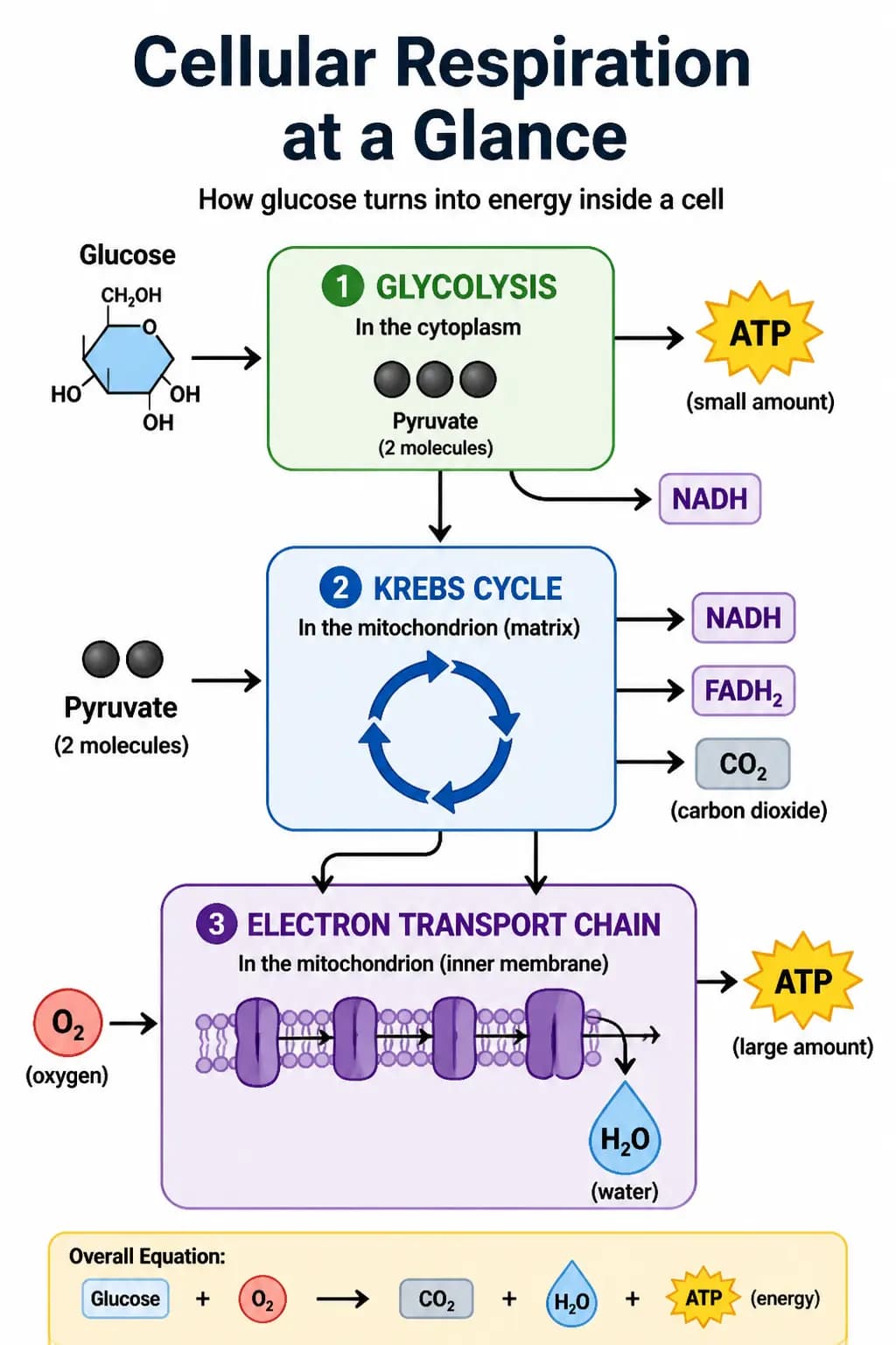 Scientific Diagram -- Cellular Respiration